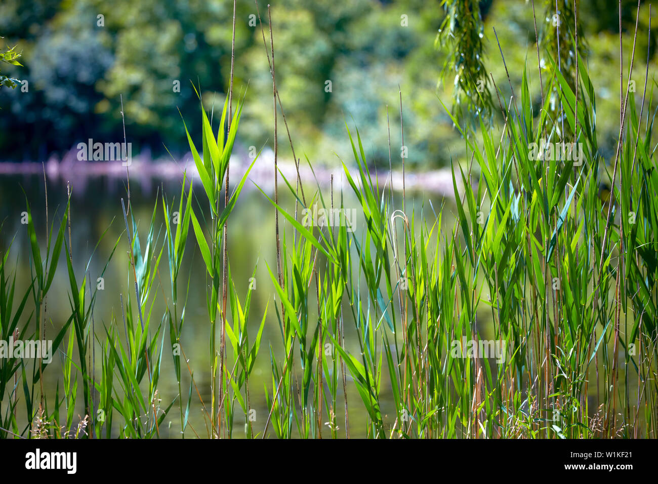 Typha Latfolia Tifa Piante Vicino Al Fiume Foto Stock Alamy