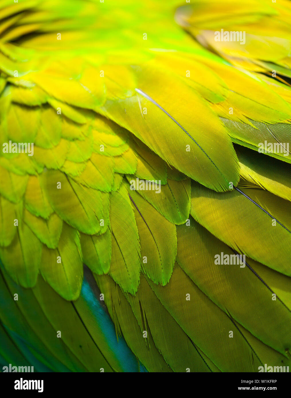 Grande GREEN MACAW - GUACAMAYO VERDE O LAPA VERDE (Ara ambiguus) Foto Stock
