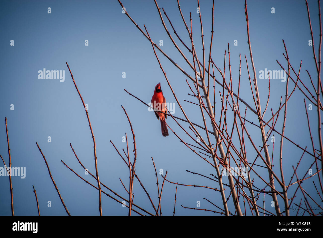 Ancora una volta io sono vanificati da un 300mm di lunghezza focale. Questo delizioso il cardinale stava cantando via quando ero a piedi verso il lavoro di questa mattina ... ma lui era così Foto Stock