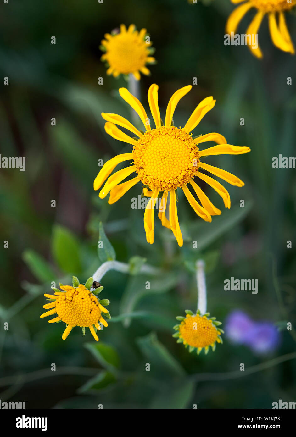 Di colore giallo brillante fiori selvatici fiorisce in Ashley National Forest nel nordest dello Utah, appena a sud del Wyoming linea di stato. Threadleaf erba tossica Foto Stock