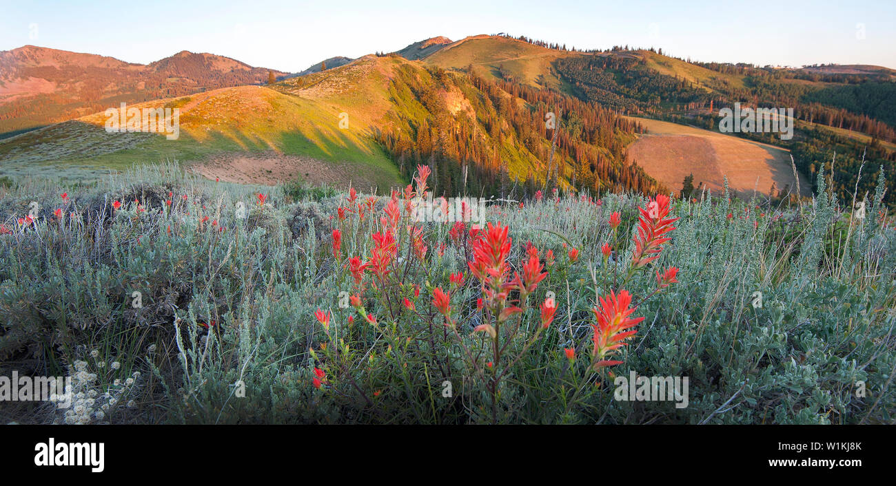 Prima luce. Indian paintbrush glow in Impero passano sopra Deer Valley Resort in Park City, Utah. (C) 2016 Tom Kelly Foto Stock