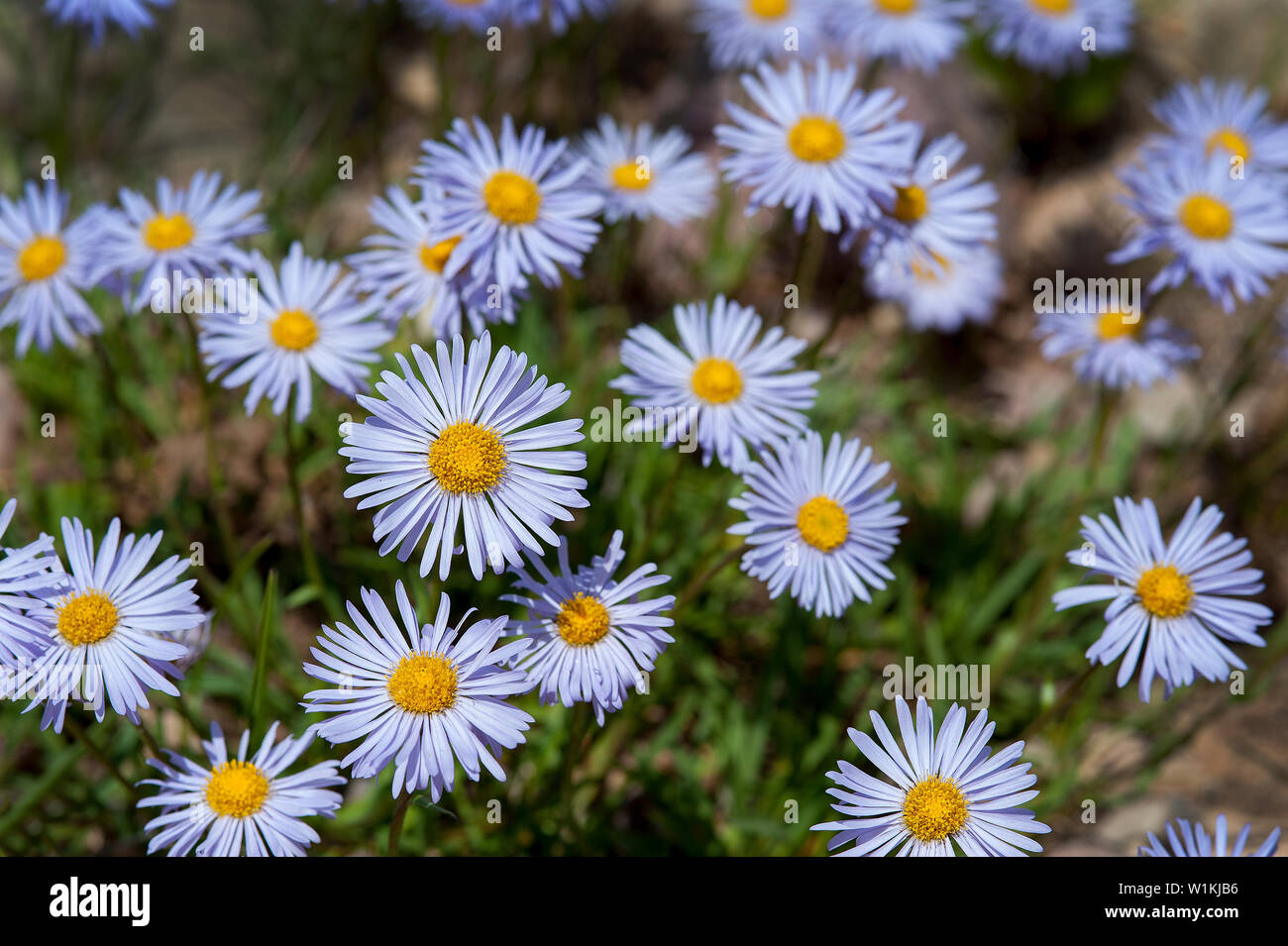 Un campo di margherite oxeye (Leucanthemum vulgare) sono in fiore nel Ashley National Forest lungo il fiume orso nel nordest dello Utah. (C) 2016 Tom Kel Foto Stock