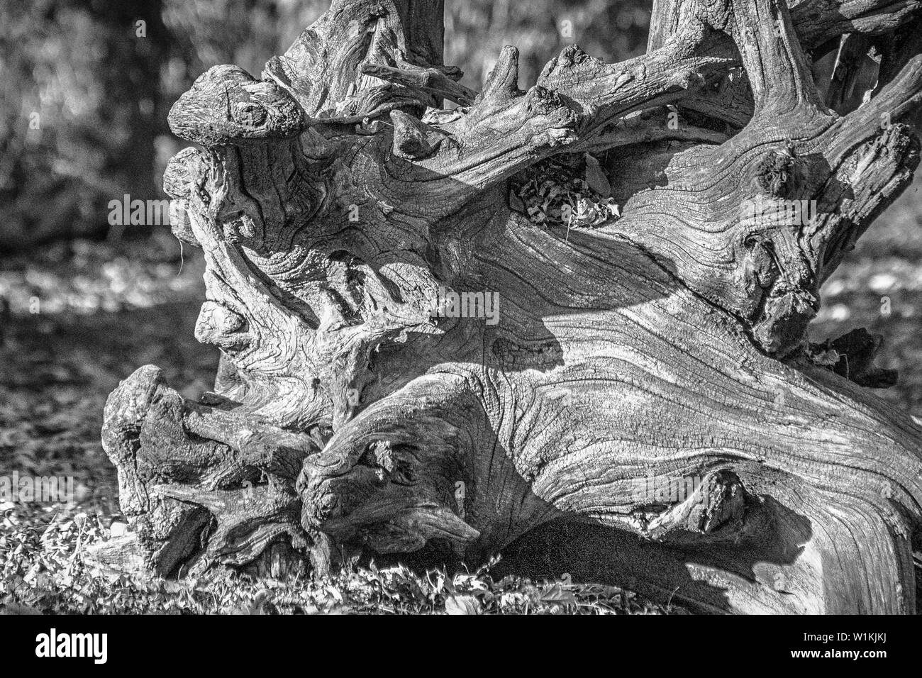 C'è qualcosa di affascinante circa le texture di weathered driftwood. Ancor di più quando le ombre aggiungere alla scena. Foto Stock