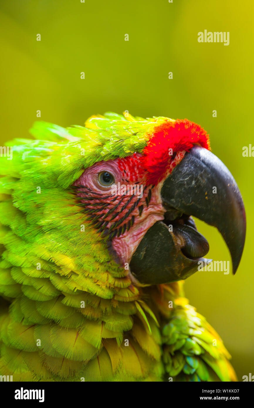 Grande GREEN MACAW - GUACAMAYO VERDE O LAPA VERDE (Ara ambiguus) Foto Stock