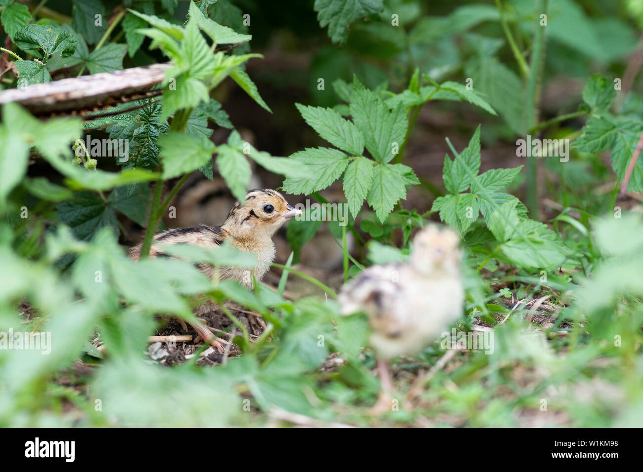 Una covata di Wild Baby fagiani in Sud Dakota Foto Stock