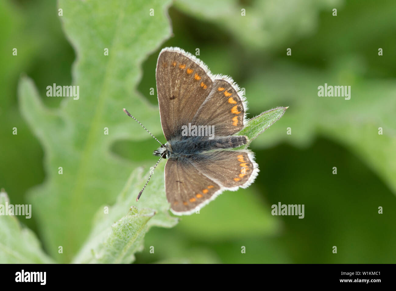 Brown Argus, Aricia agestis, butterfly, maschio, alette aperte, vista dall'alto, Essex, Regno Unito, maggio Foto Stock