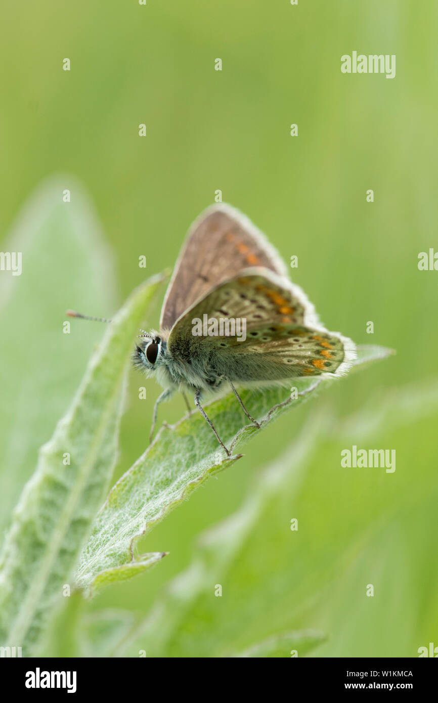 Brown Argus, Aricia agestis, butterfly, maschio, alette aperte, lato inferiore , Essex, Regno Unito, maggio Foto Stock