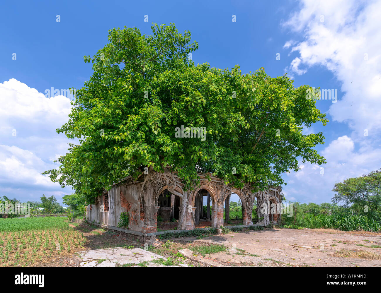 Abbandonato un antico tempio con un antico albero che cresce sulla parete sorge per creare un vecchio bellezza che unisce architettura e natura Foto Stock