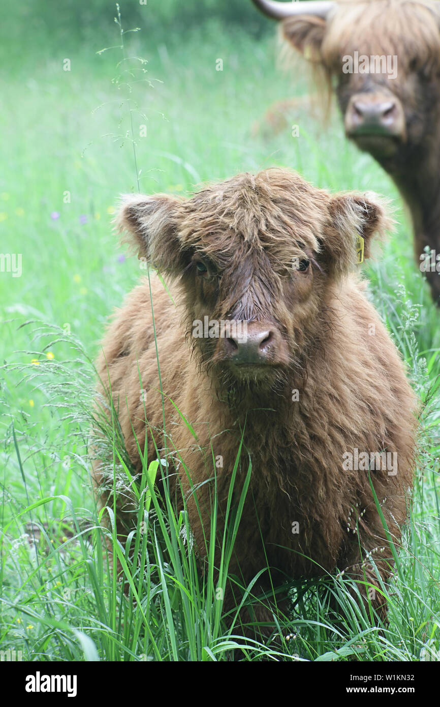 Libera compresa di vitelli e di mucca di Highland bovini in un pascolo di foresta in Finlandia Foto Stock