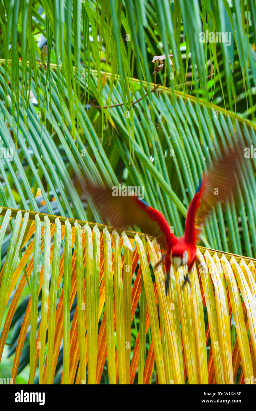 SCARLET MACAW - GUACAMAYA ROJA Y AMARILLA O LAPA ROJA(Ara macao) Foto Stock