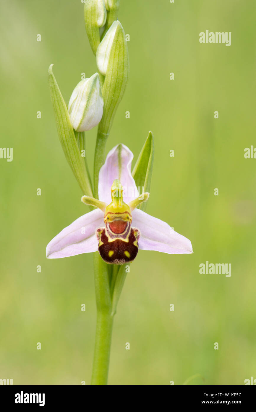 Bee Orchid, Ophrys apifera, Essex, UK potrebbe Foto Stock