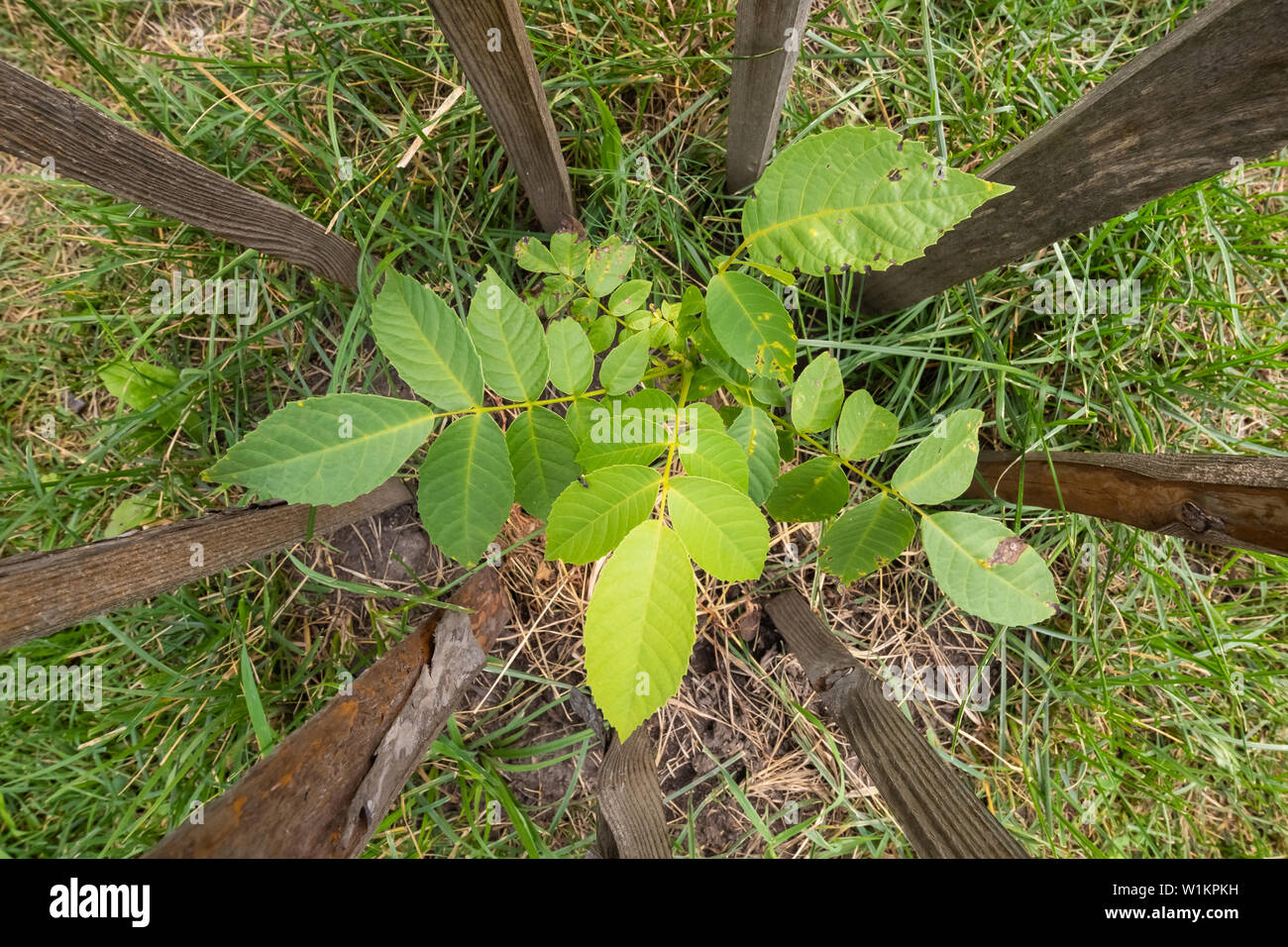 Descrizione: giovani Walnut Tree top view Foto Stock