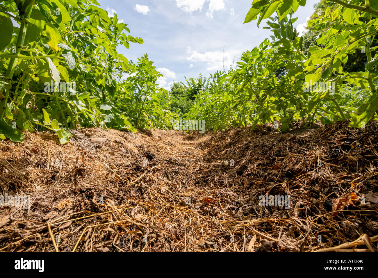 Descrizione: Orto agricoltura letti di patate Foto Stock