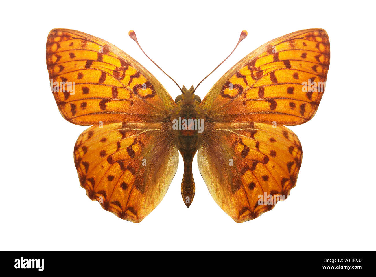 Farfalla arancione con macchie di leopard. razza Argynnis aglaja. isolato su sfondo bianco Foto Stock