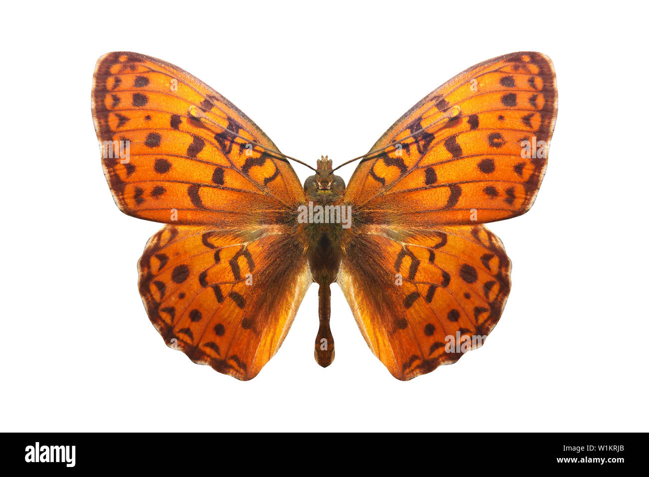 Farfalla arancione. razza Argynnis niobe. isolato su sfondo bianco Foto Stock