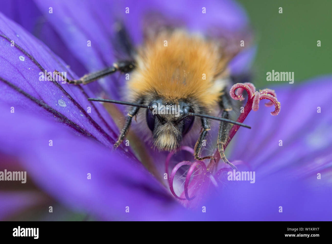 Bumble Bee su geranio, England, Regno Unito Foto Stock