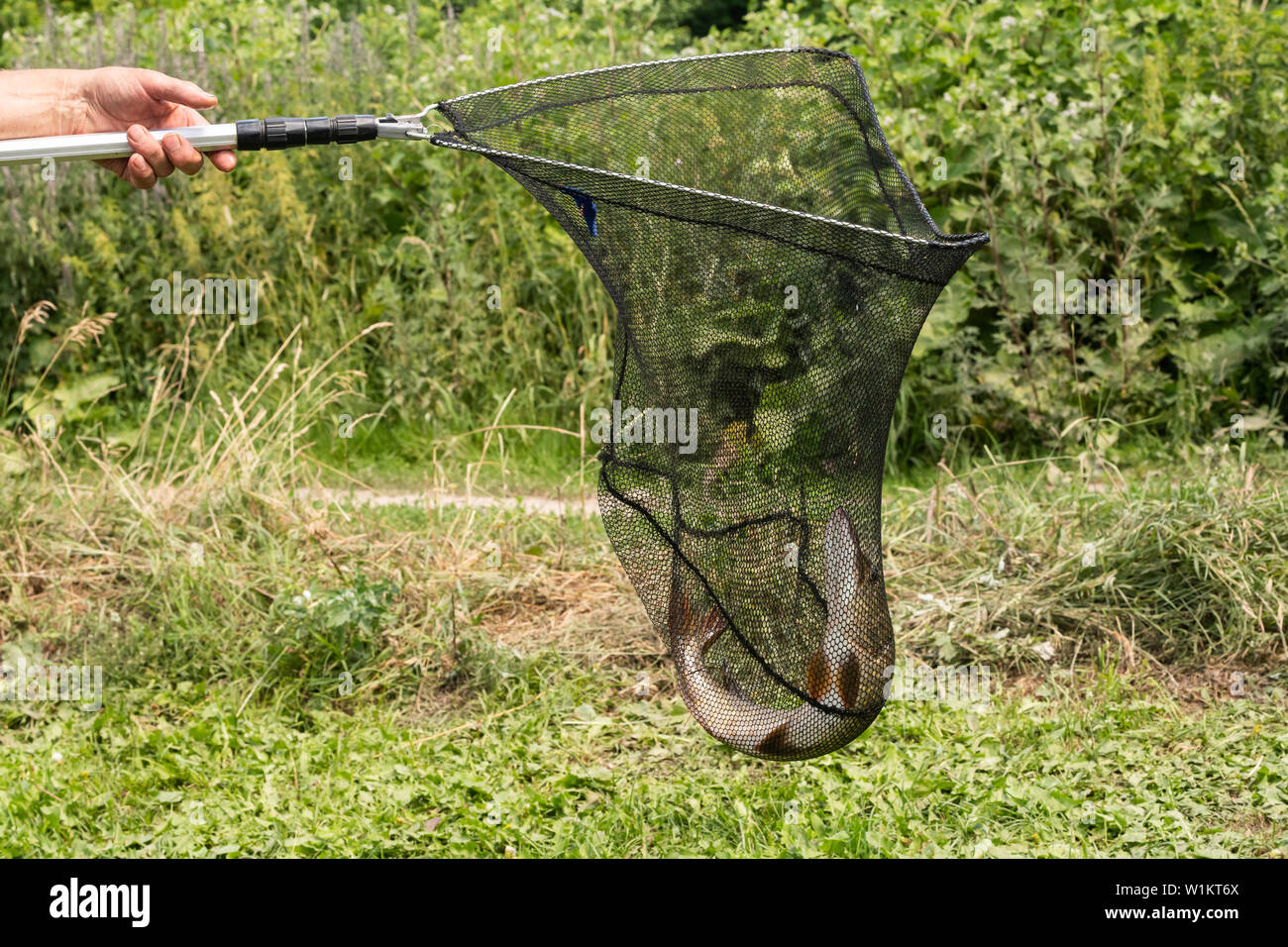 Descrizione: close-up di appena pescato luccio su un gancio in mano del pescatore sul fiume sfondo Foto Stock