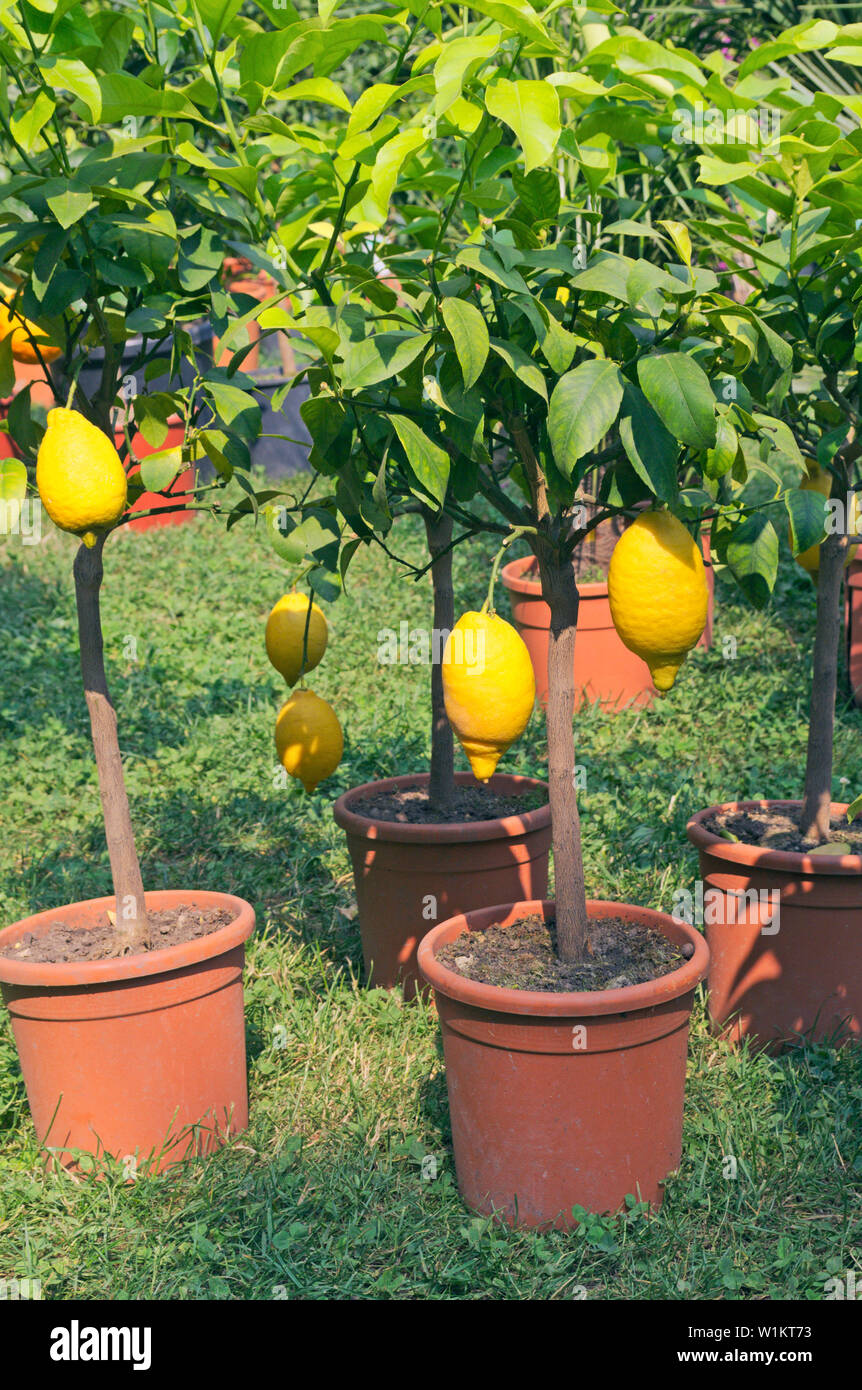 Una fruttificazione lemon tree Foto Stock