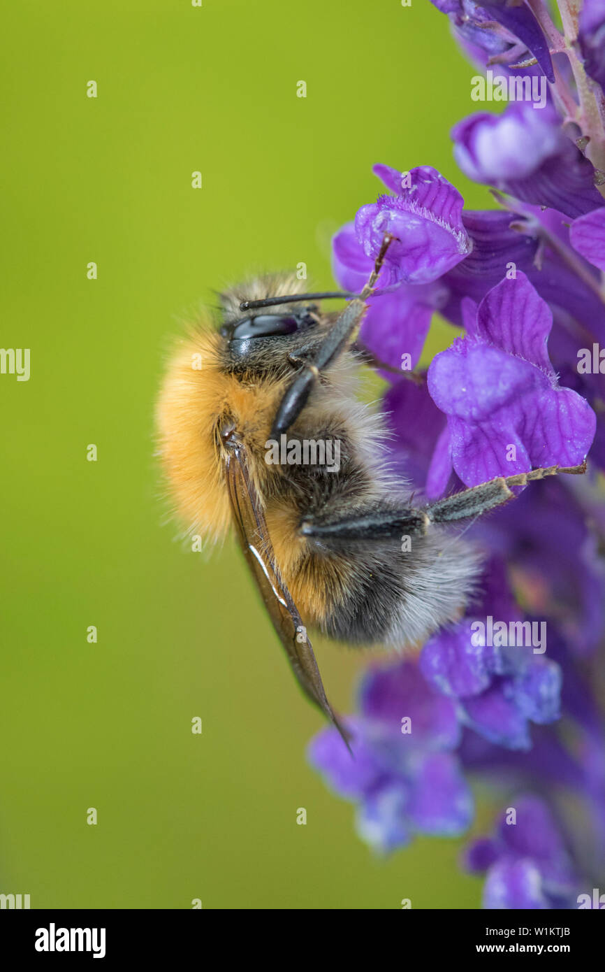 Bumble Bee sulla lavanda, England, Regno Unito Foto Stock