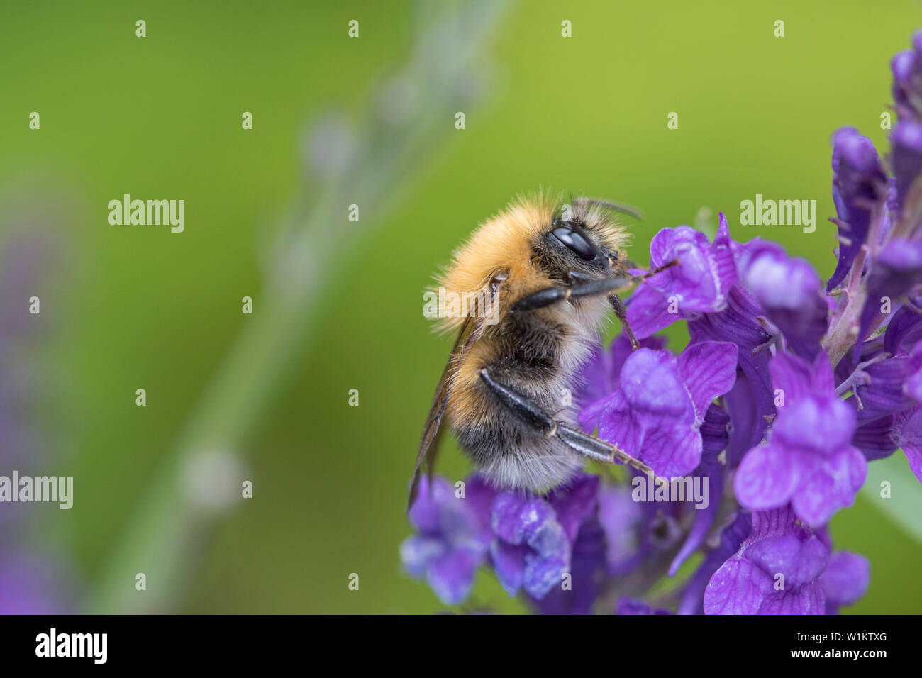 Bumble Bee sulla lavanda, England, Regno Unito Foto Stock