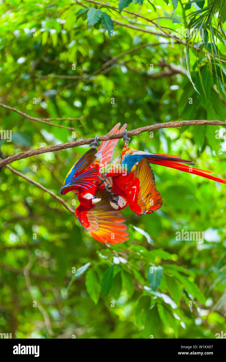 SCARLET MACAW - GUACAMAYA ROJA Y AMARILLA O LAPA ROJA(Ara macao) Foto Stock