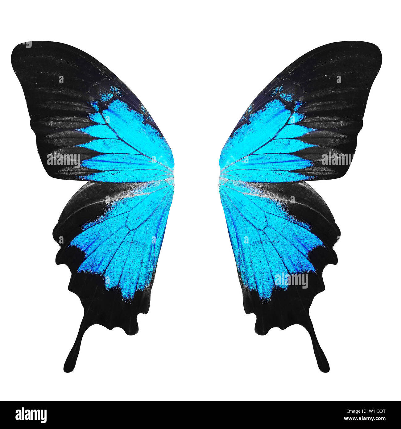Blue Butterfly Wings. isolato su sfondo bianco Foto Stock