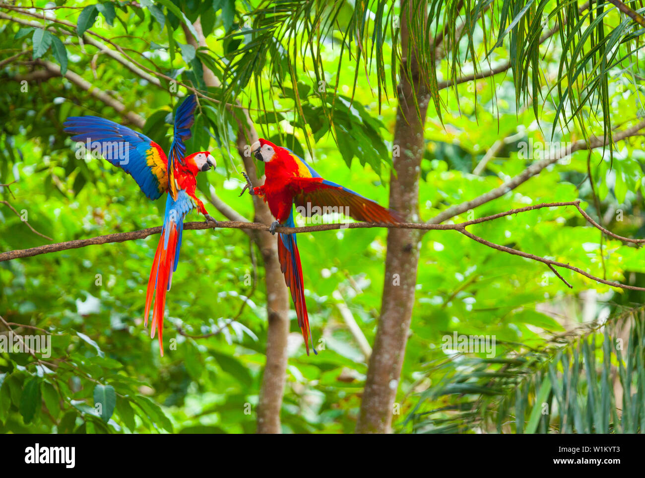 SCARLET MACAW - GUACAMAYA ROJA Y AMARILLA O LAPA ROJA(Ara macao) Foto Stock