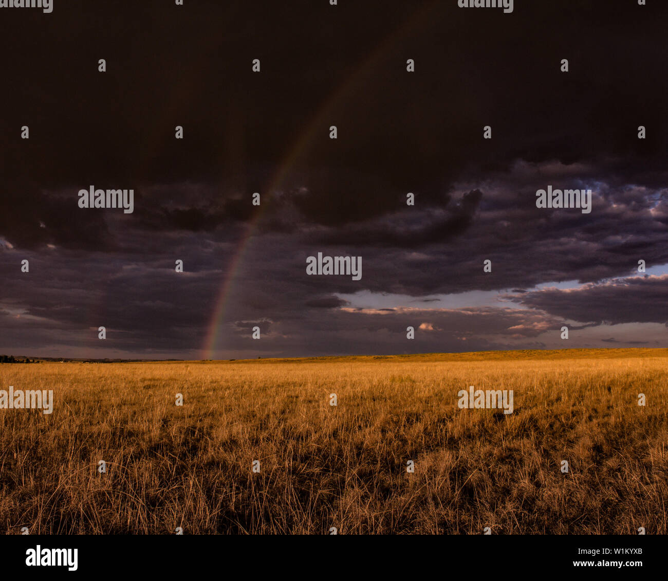 La semplicità è la chiave nella fotografia di paesaggio. Arcobaleno dopo la tempesta in un campo aperto dove il golden ora la luce solare toccare l'erba. Foto Stock
