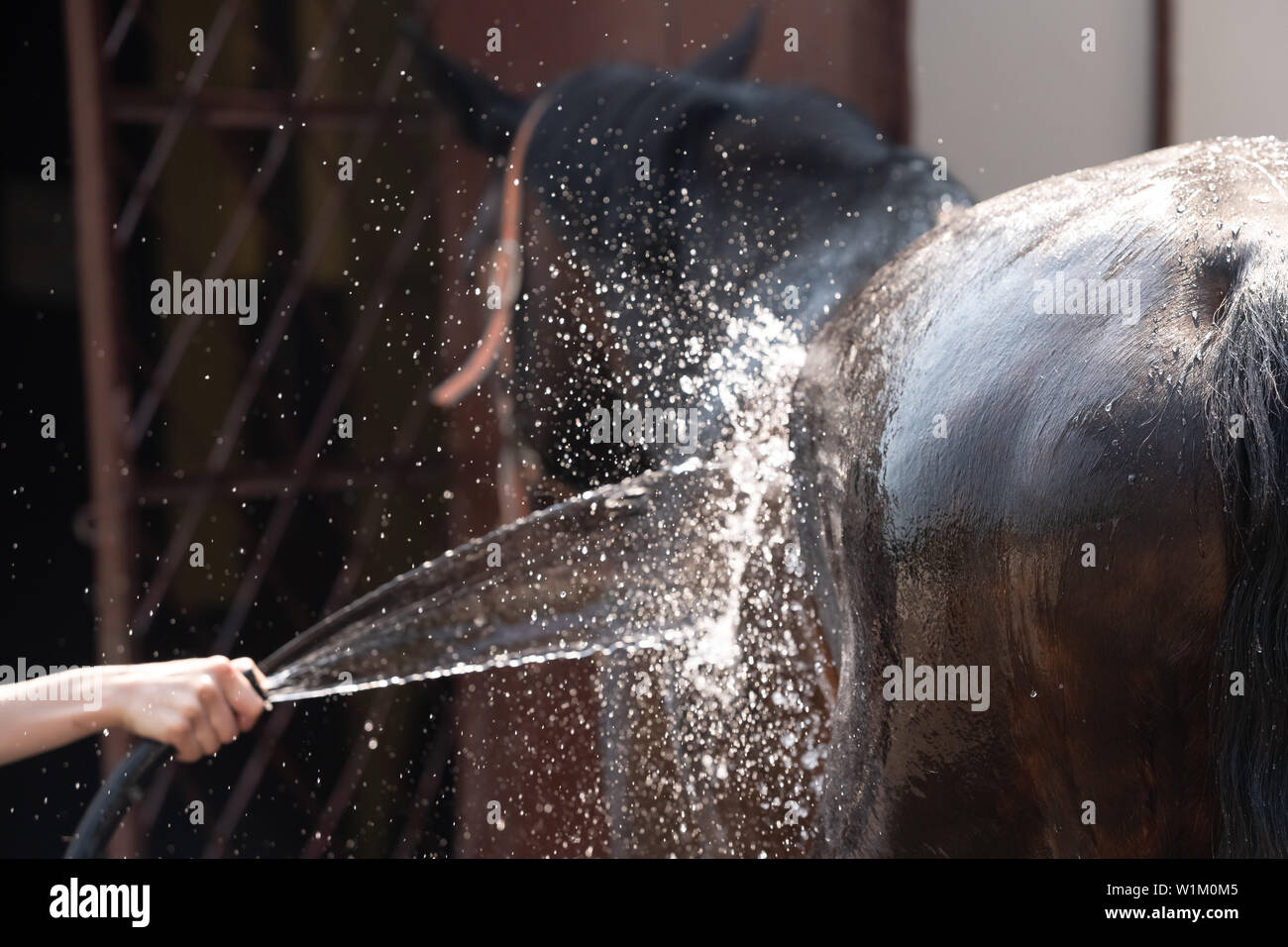 Il processo di lavaggio del cavallo con acqua da un tubo flessibile, la preparazione per la concorrenza Foto Stock