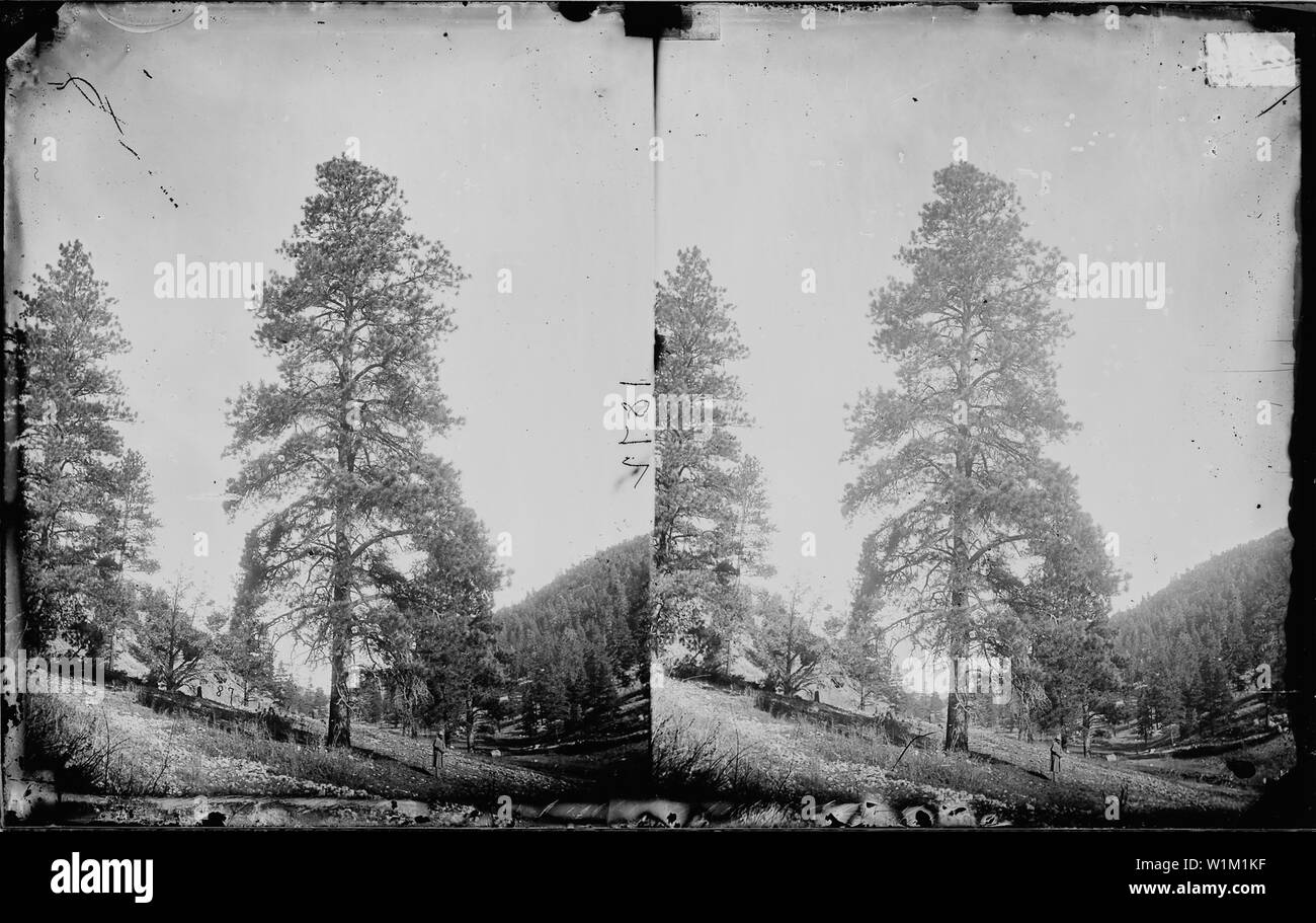 Pino giallo, struttura in legno di altopiani in Utah e Arizona & NEW MEXICO, fiume Colorado; Note Generali: fotografato da William Bell come parte del 1872 Wheeler sondaggio. Foto Stock