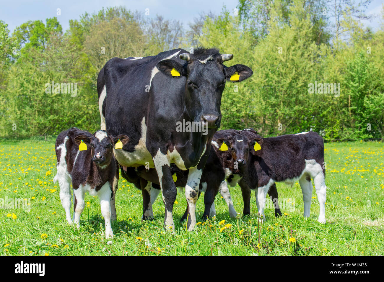 Bianco e nero vacca madre con gruppo di vitelli nella Comunità dei pascoli Foto Stock