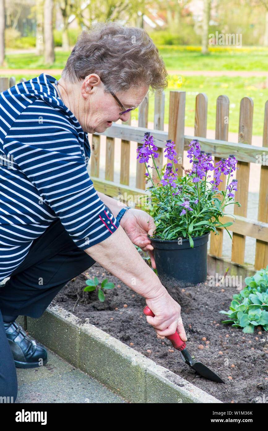 Caucasian donna anziana piantagione viola pot pianta nel suolo di giardino Foto Stock