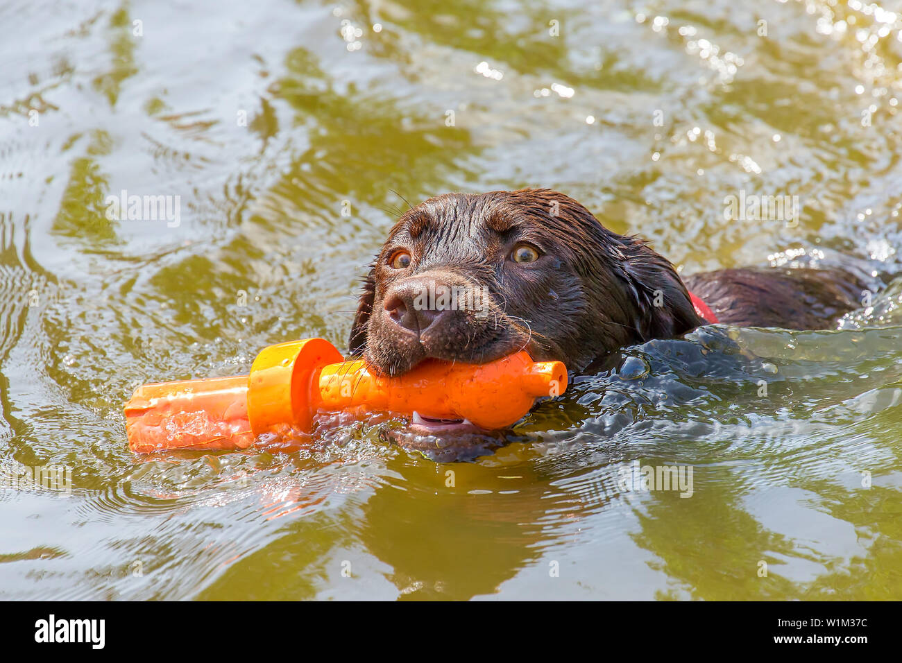 Una marrone labrador cane con gomma arancione toy nuota in acqua naturale Foto Stock