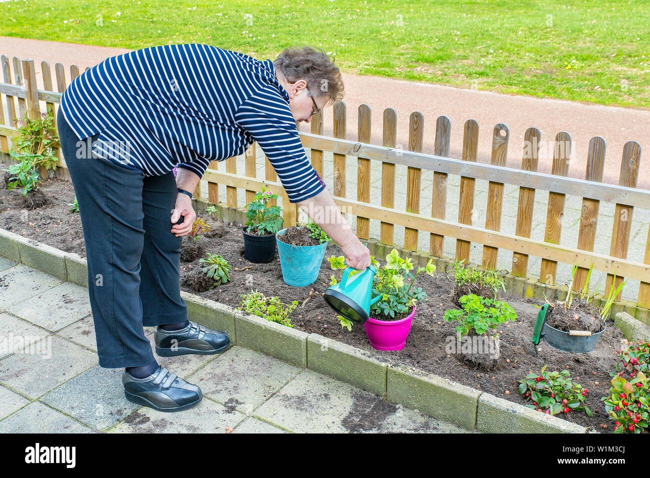 Anziani donna olandese impianto di irrigazione in giardino con annaffiatoio Foto Stock
