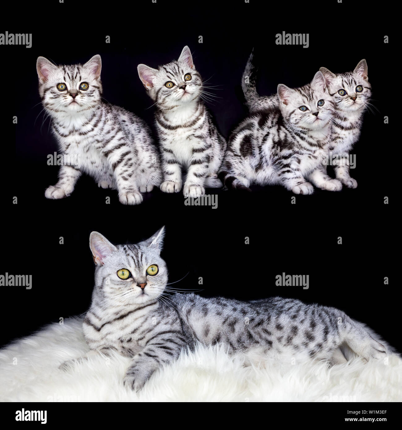 Madre gatto con nest black silver tabby gattini isolati su sfondo nero Foto Stock