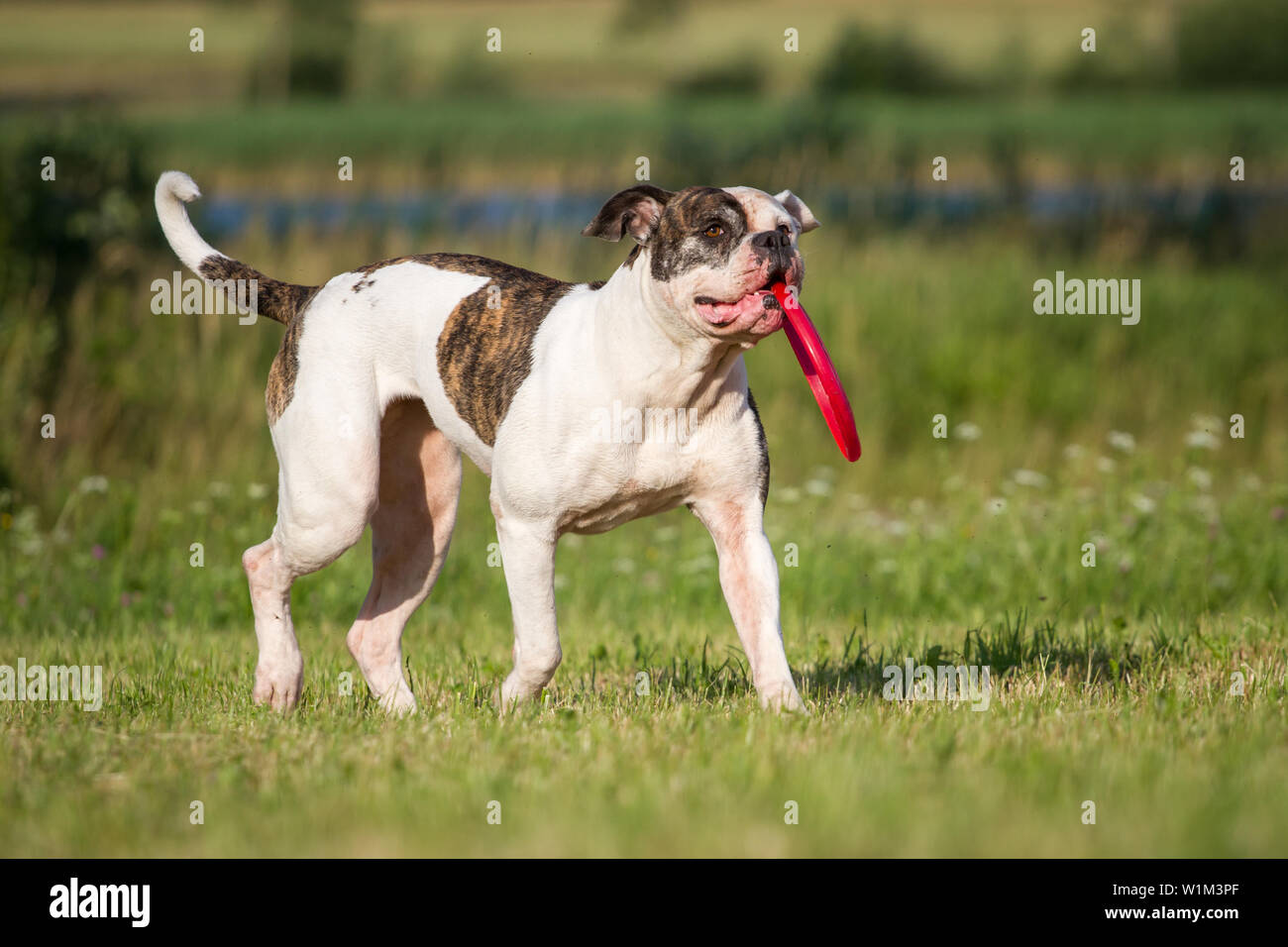 White brindle bulldog americano il recupero di un frisbee Foto Stock