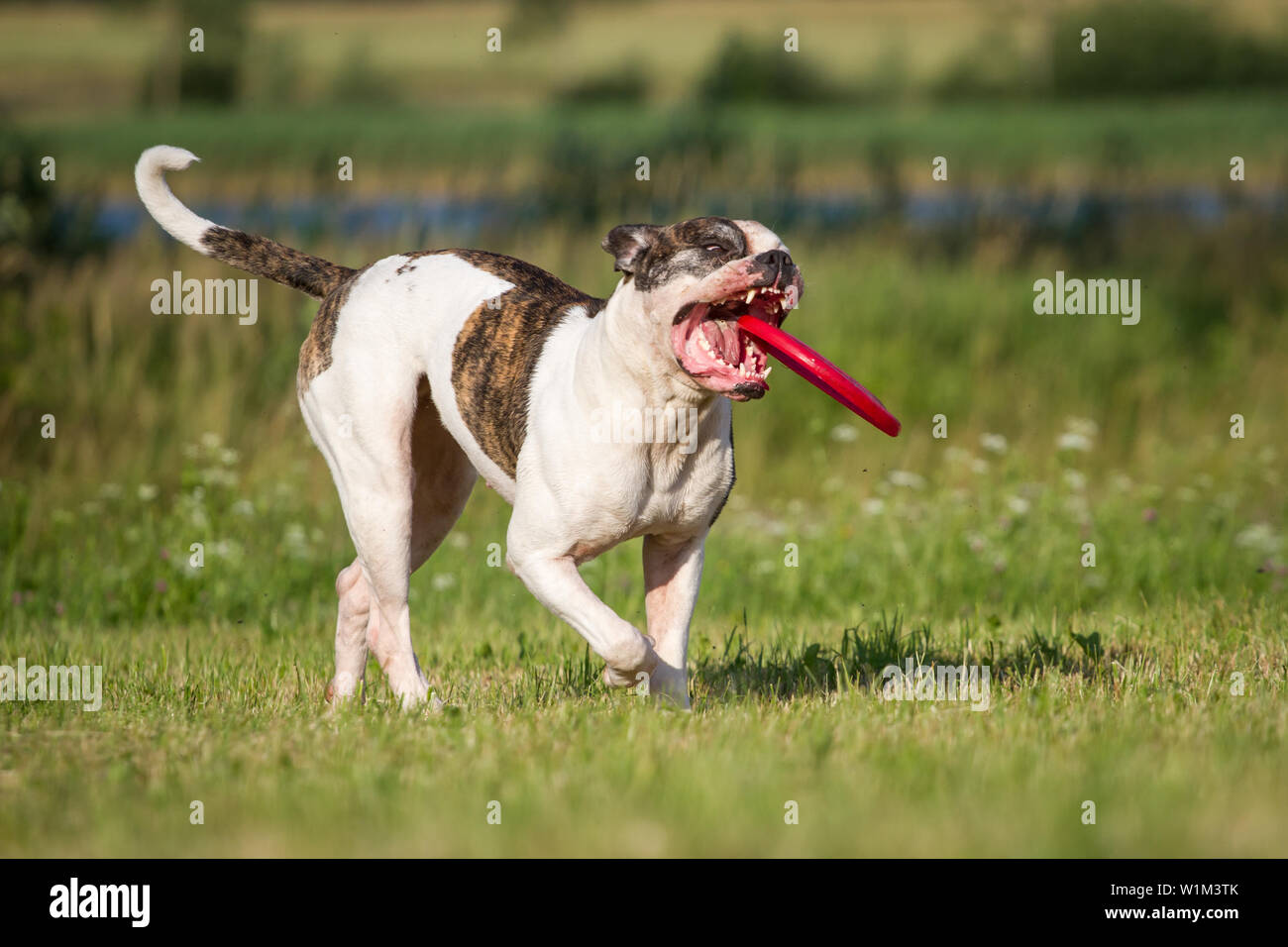 White brindle bulldog americano il recupero di un frisbee Foto Stock