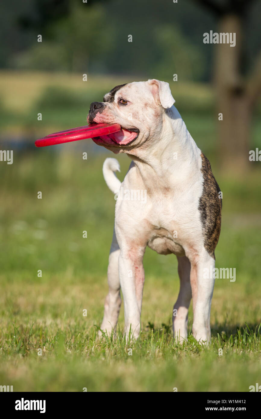 Bulldog americano con un frisbee Foto Stock