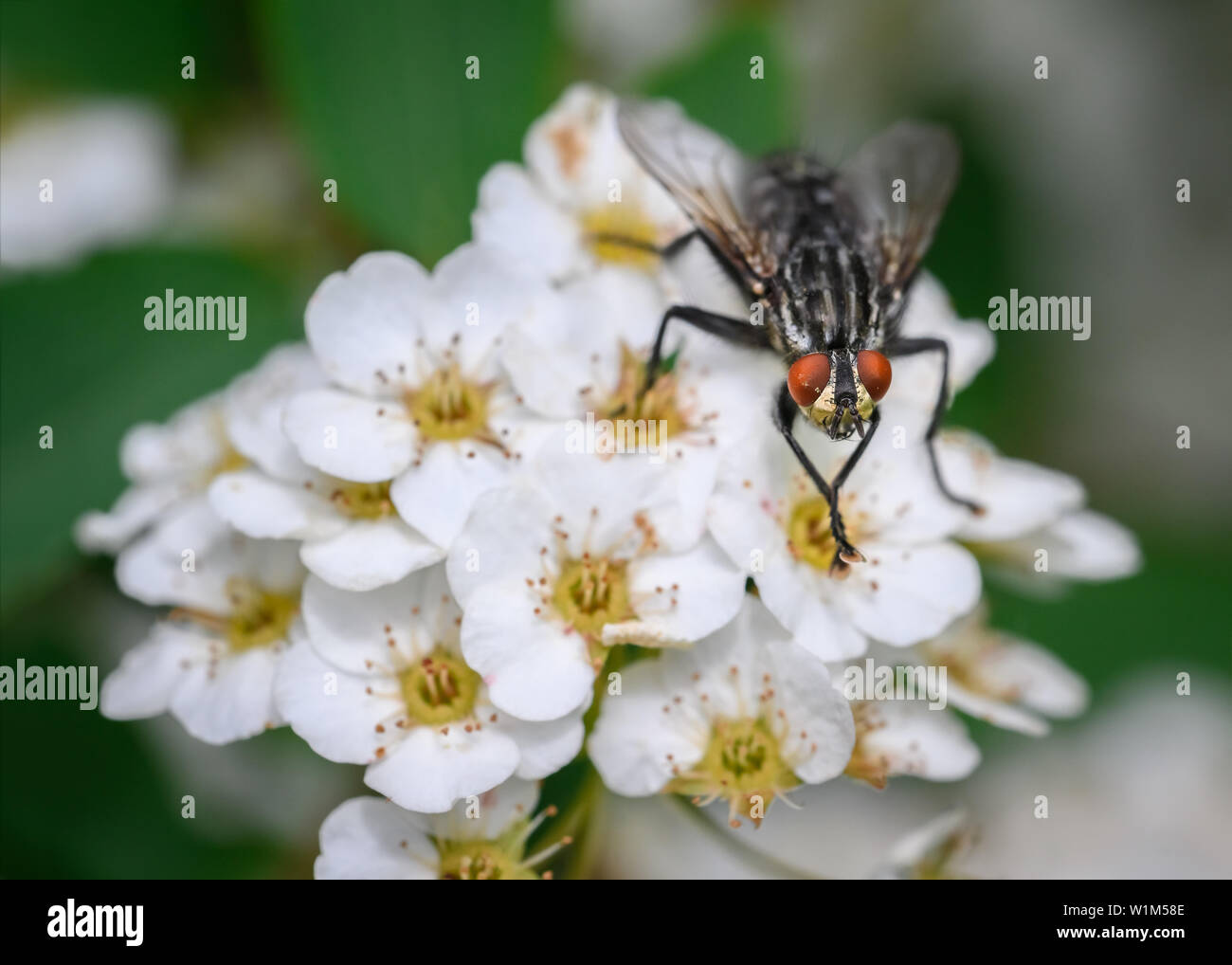 Un sarcophaga volare udienza del blooming spirea a Toronto la rosetta McClain giardini. Foto Stock