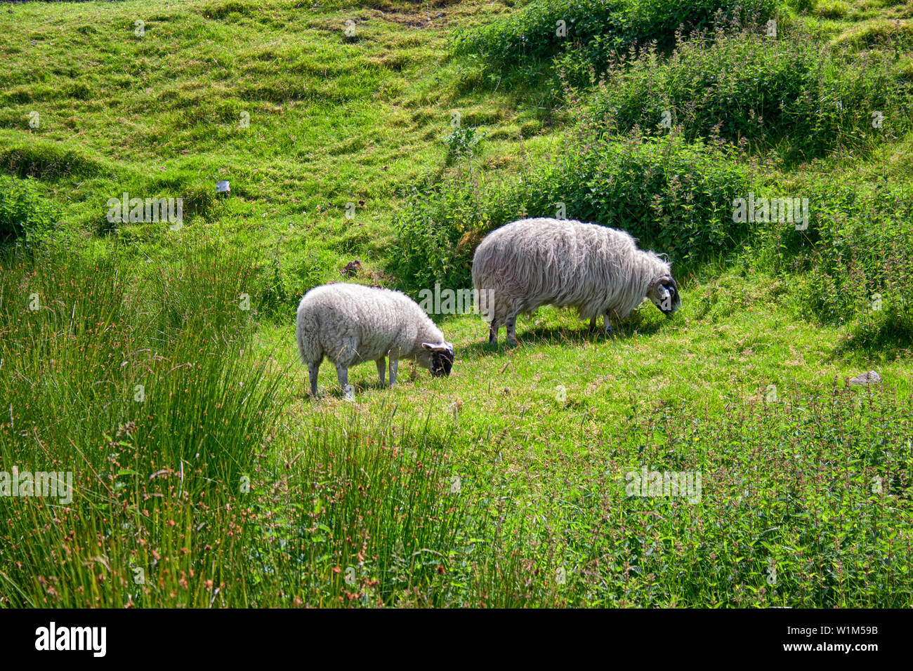 Pecora che pascola in Lowther Hills, altipiani del Sud, Scozia Foto Stock