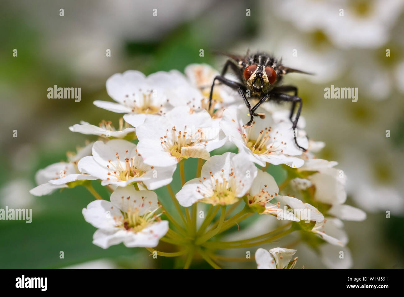 Un sarcophaga volare udienza del blooming spirea a Toronto la rosetta McClain giardini. Foto Stock