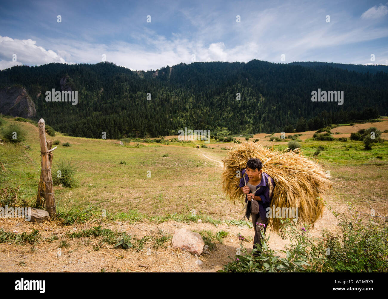 Un contadino tibetano è in cammino verso un carrello con il raccolto di orzo highland sul suo retro. Girato in Zhagana, Gannan, Cina. Poiché mancano flat polv Foto Stock