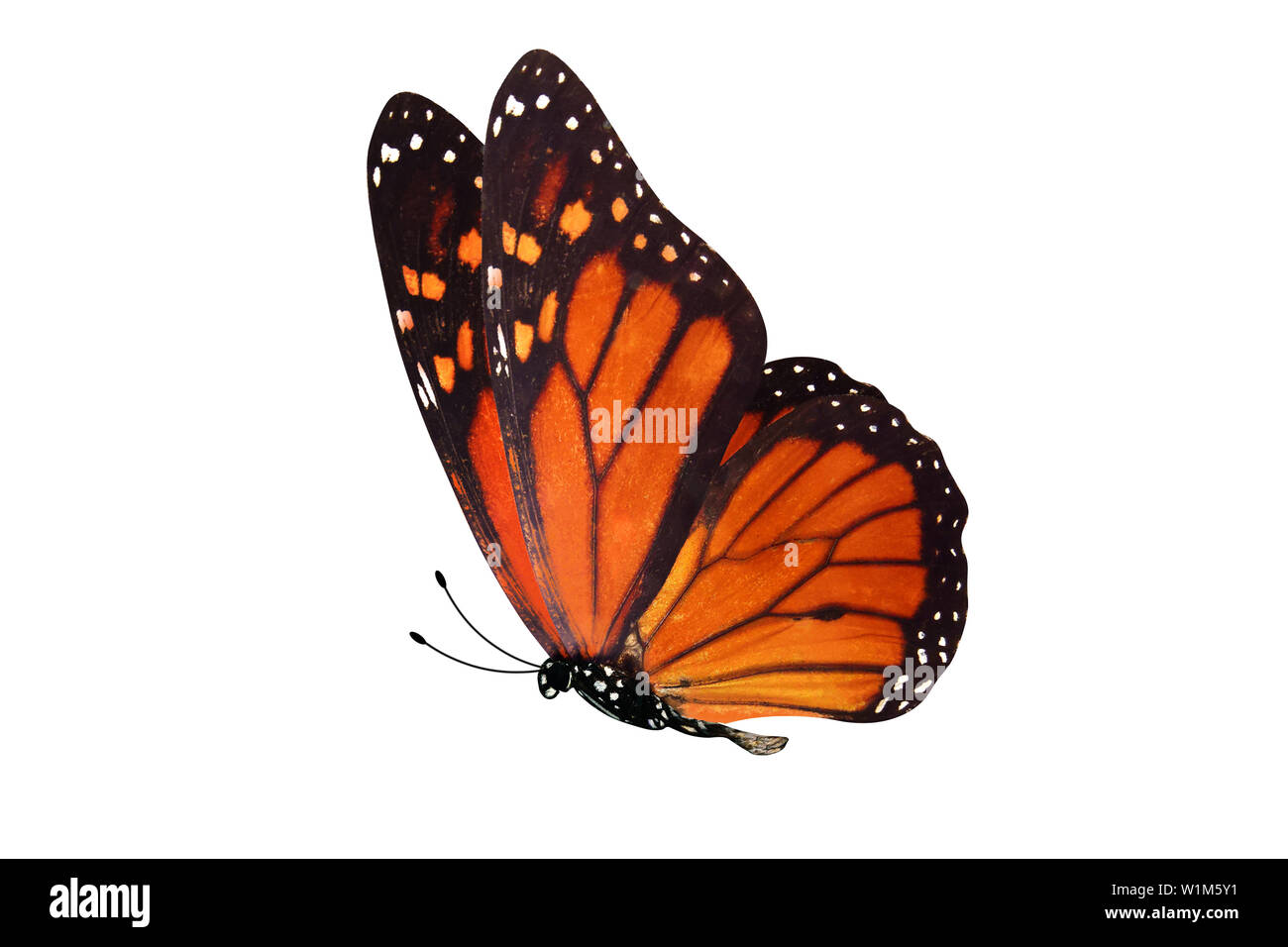 Flying arancione. farfalla insetto naturale isolato su sfondo bianco Foto Stock