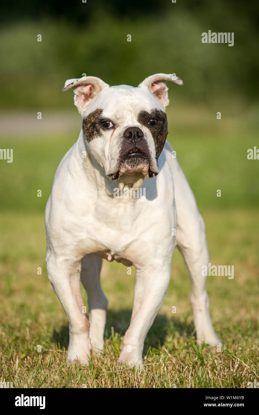 Dieci anni bulldog americano femmina, in piedi Foto Stock