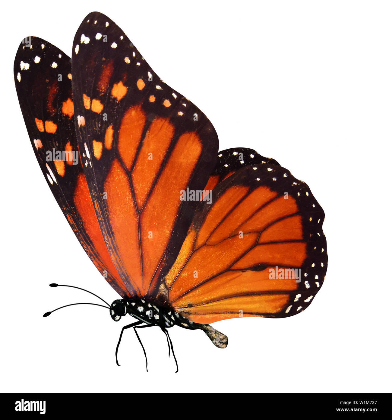 Red Butterfly con le gambe e le antenne. isolato su sfondo bianco Foto Stock