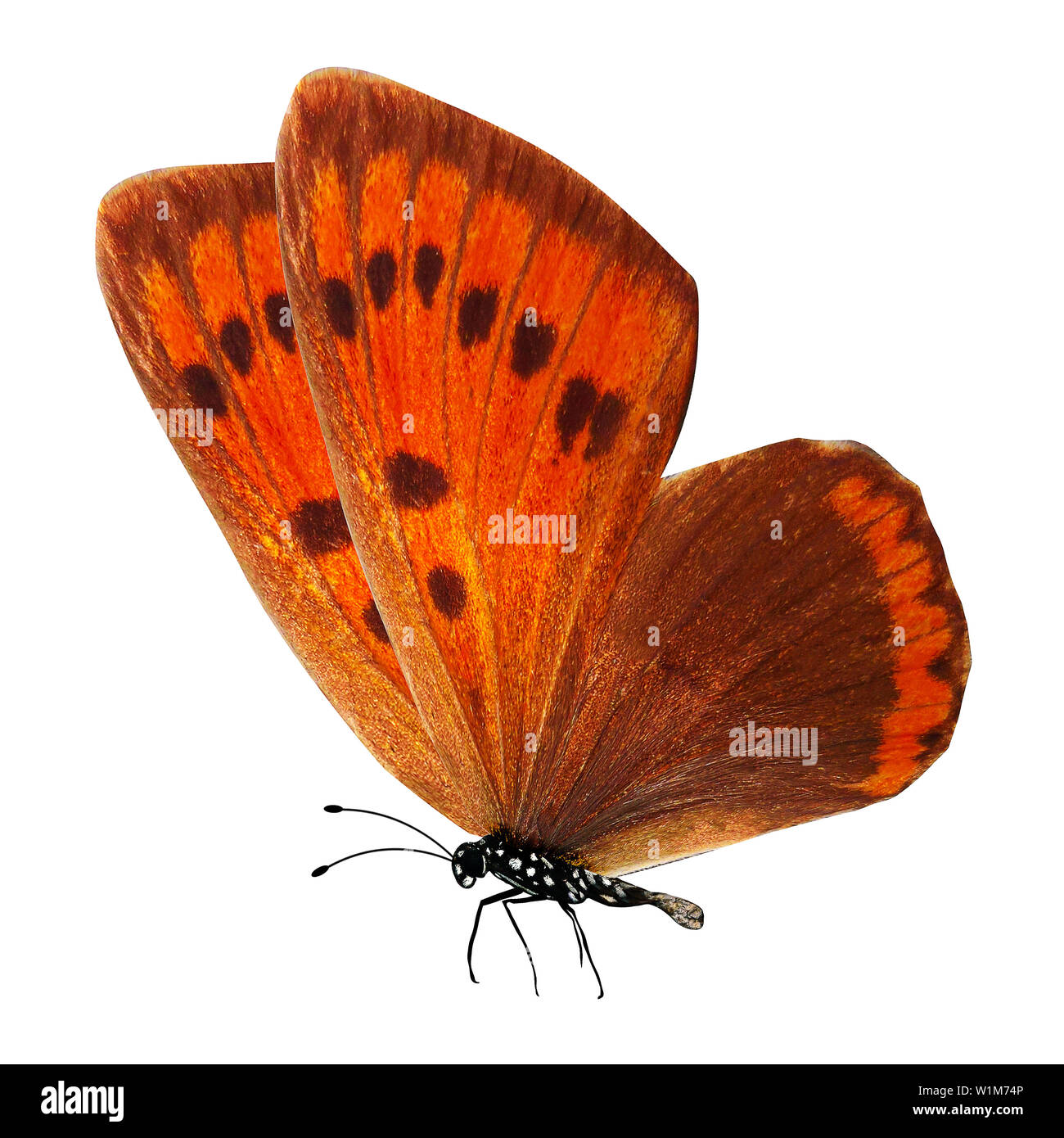 Red Butterfly con le gambe e le antenne. isolato su sfondo bianco Foto Stock