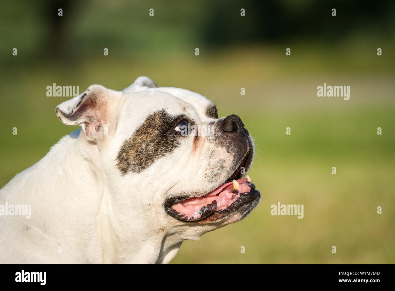 Dieci anni bulldog americano femmina, ritratto Foto Stock