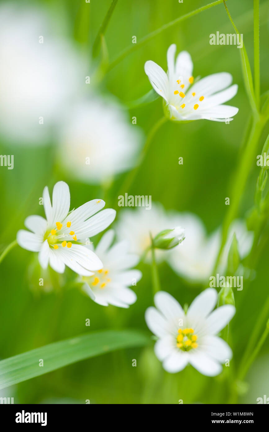 Greater Stitchwort (Rabelera hologea) fiori ex Stellaria hologea conosciuto anche come Addersmeat e Greater Starwort in un bosco nel sud-ovest dell'Inghilterra. Foto Stock