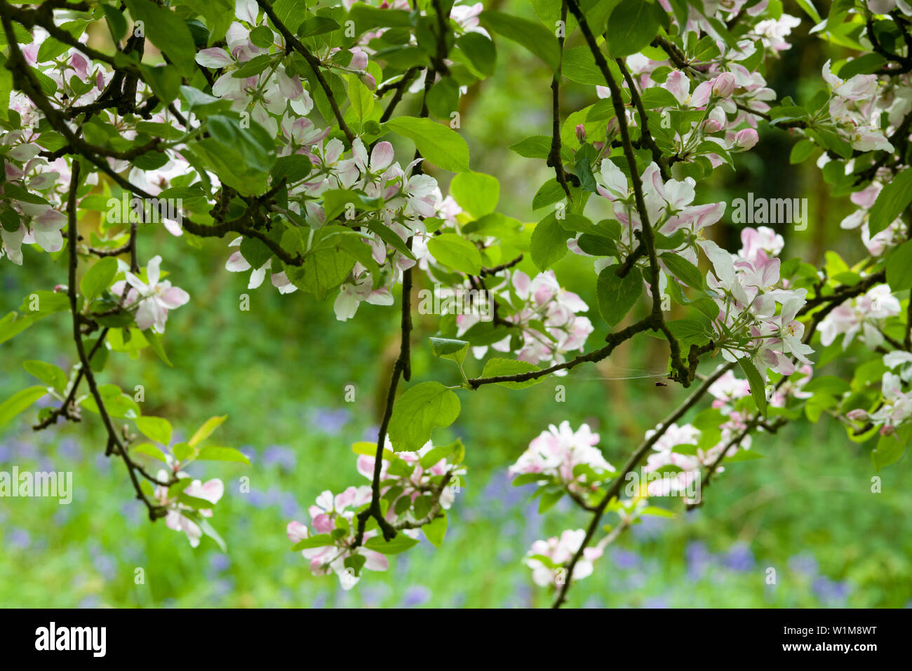 Unione Crab Apple (Malus sylvestris) fiorisce in primavera in un bosco nel sud-ovest dell'Inghilterra. Foto Stock