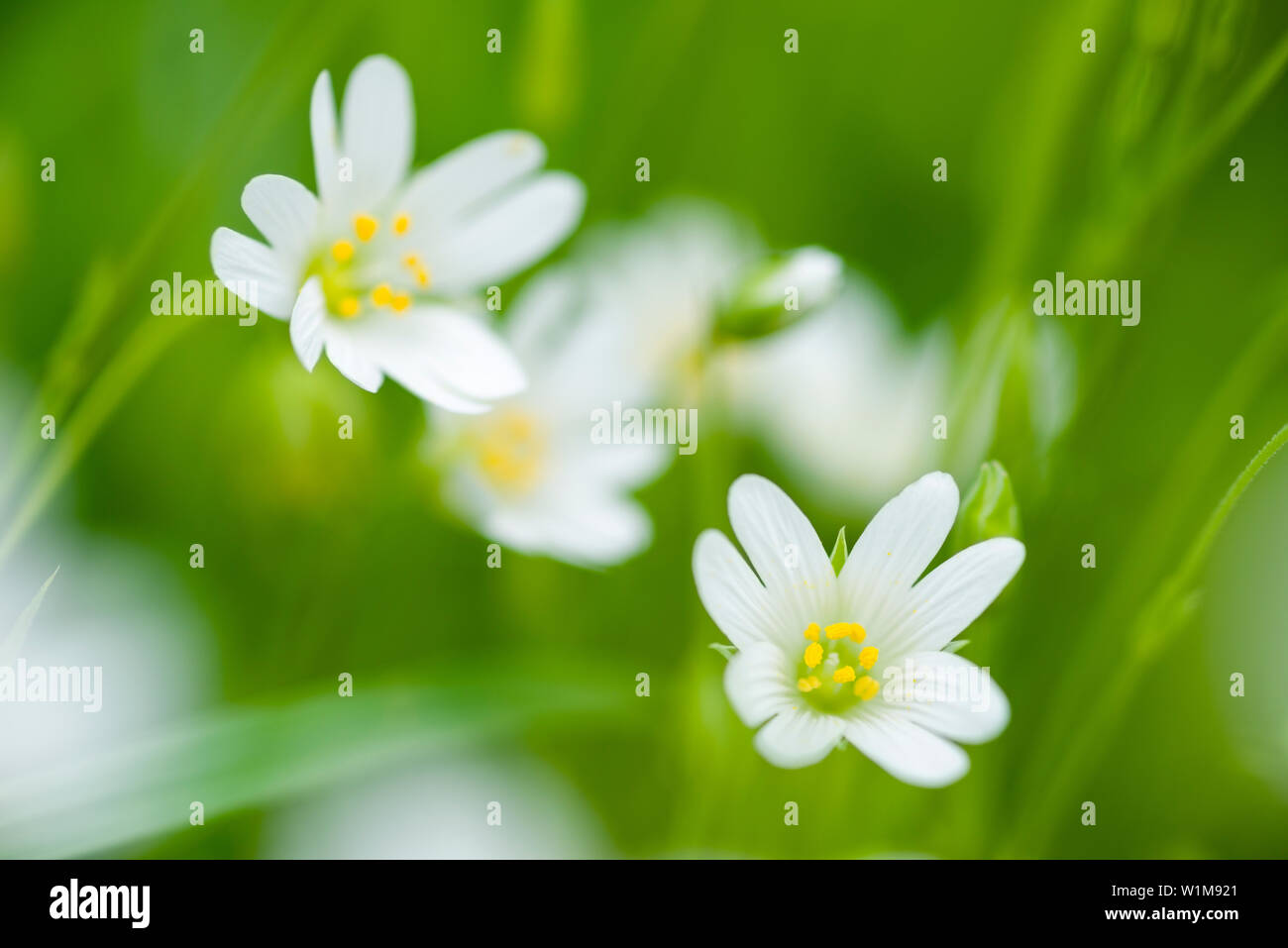 Greater Stitchwort (Rabelera hologea) fiori ex Stellaria hologea conosciuto anche come Addersmeat e Greater Starwort in un bosco nel sud-ovest dell'Inghilterra. Foto Stock